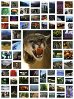 Collages Collages